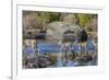 Wyoming, Sublette Co, Mule Deer Doe and Fawns Crossing a River-Elizabeth Boehm-Framed Photographic Print