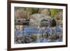 Wyoming, Sublette Co, Mule Deer Doe and Fawns Crossing a River-Elizabeth Boehm-Framed Photographic Print