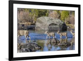 Wyoming, Sublette Co, Mule Deer Doe and Fawns Crossing a River-Elizabeth Boehm-Framed Photographic Print