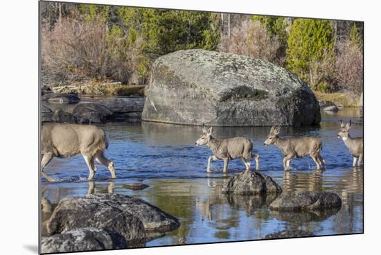 Wyoming, Sublette Co, Mule Deer Doe and Fawns Crossing a River-Elizabeth Boehm-Mounted Photographic Print