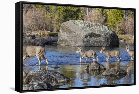 Wyoming, Sublette Co, Mule Deer Doe and Fawns Crossing a River-Elizabeth Boehm-Framed Stretched Canvas