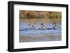 Wyoming, Sublette Co, Mule Deer Does and Fawn Swimming across a Lake-Elizabeth Boehm-Framed Photographic Print