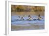 Wyoming, Sublette Co, Mule Deer Does and Fawn Swimming across a Lake-Elizabeth Boehm-Framed Photographic Print