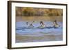 Wyoming, Sublette Co, Mule Deer Does and Fawn Swimming across a Lake-Elizabeth Boehm-Framed Photographic Print