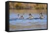 Wyoming, Sublette Co, Mule Deer Does and Fawn Swimming across a Lake-Elizabeth Boehm-Framed Stretched Canvas