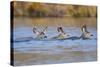 Wyoming, Sublette Co, Mule Deer Does and Fawn Swimming across a Lake-Elizabeth Boehm-Stretched Canvas