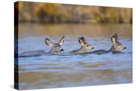 Wyoming, Sublette Co, Mule Deer Does and Fawn Swimming across a Lake-Elizabeth Boehm-Stretched Canvas