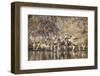 Wyoming, Sublette Co, Mule Deer Herd Crossing a River in Autumn-Elizabeth Boehm-Framed Photographic Print