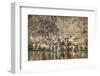 Wyoming, Sublette Co, Mule Deer Herd Crossing a River in Autumn-Elizabeth Boehm-Framed Photographic Print