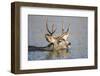 Wyoming, Sublette Co, Mule Deer Wimming Lake During Autumn Migration-Elizabeth Boehm-Framed Photographic Print