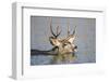 Wyoming, Sublette Co, Mule Deer Wimming Lake During Autumn Migration-Elizabeth Boehm-Framed Photographic Print