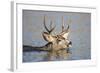 Wyoming, Sublette Co, Mule Deer Wimming Lake During Autumn Migration-Elizabeth Boehm-Framed Photographic Print