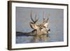 Wyoming, Sublette Co, Mule Deer Wimming Lake During Autumn Migration-Elizabeth Boehm-Framed Photographic Print