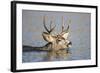 Wyoming, Sublette Co, Mule Deer Wimming Lake During Autumn Migration-Elizabeth Boehm-Framed Photographic Print