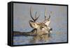 Wyoming, Sublette Co, Mule Deer Wimming Lake During Autumn Migration-Elizabeth Boehm-Framed Stretched Canvas