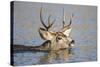 Wyoming, Sublette Co, Mule Deer Wimming Lake During Autumn Migration-Elizabeth Boehm-Stretched Canvas