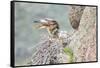 Wyoming, Sublette Co, Red-Tailed Hawk Feeding its Young in Nest-Elizabeth Boehm-Framed Stretched Canvas