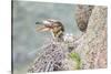 Wyoming, Sublette Co, Red-Tailed Hawk Feeding its Young in Nest-Elizabeth Boehm-Stretched Canvas