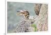 Wyoming, Sublette Co, Red-Tailed Hawk Feeding its Young in Nest-Elizabeth Boehm-Framed Photographic Print