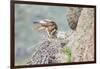 Wyoming, Sublette Co, Red-Tailed Hawk Feeding its Young in Nest-Elizabeth Boehm-Framed Photographic Print