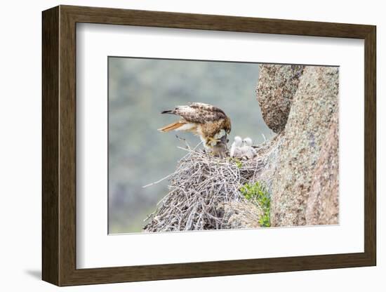 Wyoming, Sublette Co, Red-Tailed Hawk Feeding its Young in Nest-Elizabeth Boehm-Framed Photographic Print