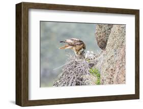 Wyoming, Sublette Co, Red-Tailed Hawk Feeding its Young in Nest-Elizabeth Boehm-Framed Photographic Print