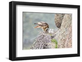 Wyoming, Sublette Co, Red-Tailed Hawk Feeding its Young in Nest-Elizabeth Boehm-Framed Photographic Print