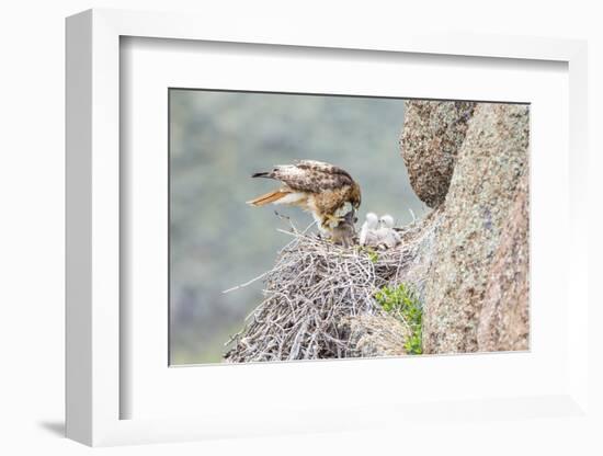 Wyoming, Sublette Co, Red-Tailed Hawk Feeding its Young in Nest-Elizabeth Boehm-Framed Photographic Print