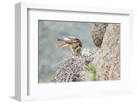 Wyoming, Sublette Co, Red-Tailed Hawk Feeding its Young in Nest-Elizabeth Boehm-Framed Photographic Print