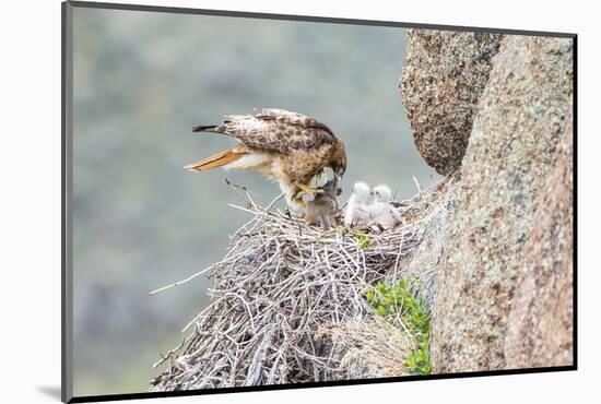 Wyoming, Sublette Co, Red-Tailed Hawk Feeding its Young in Nest-Elizabeth Boehm-Mounted Photographic Print