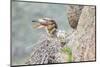 Wyoming, Sublette Co, Red-Tailed Hawk Feeding its Young in Nest-Elizabeth Boehm-Mounted Photographic Print