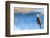Wyoming, Sublette County, a Bald Eagle Roosts on a Snag Looking over Soda Lake-Elizabeth Boehm-Framed Photographic Print
