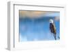 Wyoming, Sublette County, a Bald Eagle Roosts on a Snag Looking over Soda Lake-Elizabeth Boehm-Framed Photographic Print