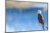 Wyoming, Sublette County, a Bald Eagle Roosts on a Snag Looking over Soda Lake-Elizabeth Boehm-Mounted Photographic Print