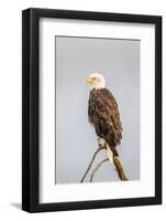 Wyoming, Sublette County, a Bald Eagle Roosts on a Snag-Elizabeth Boehm-Framed Photographic Print