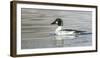 Wyoming, Sublette County, a Common Goldeneye Swims on an Icy Pond-Elizabeth Boehm-Framed Photographic Print