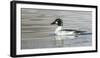 Wyoming, Sublette County, a Common Goldeneye Swims on an Icy Pond-Elizabeth Boehm-Framed Photographic Print