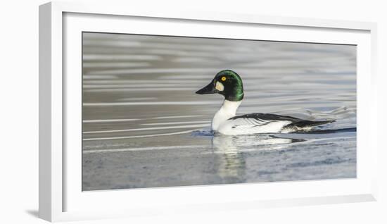 Wyoming, Sublette County, a Common Goldeneye Swims on an Icy Pond-Elizabeth Boehm-Framed Photographic Print