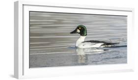 Wyoming, Sublette County, a Common Goldeneye Swims on an Icy Pond-Elizabeth Boehm-Framed Photographic Print