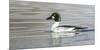 Wyoming, Sublette County, a Common Goldeneye Swims on an Icy Pond-Elizabeth Boehm-Mounted Photographic Print