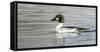 Wyoming, Sublette County, a Common Goldeneye Swims on an Icy Pond-Elizabeth Boehm-Framed Stretched Canvas