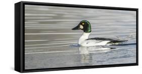 Wyoming, Sublette County, a Common Goldeneye Swims on an Icy Pond-Elizabeth Boehm-Framed Stretched Canvas