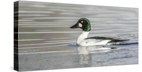 Wyoming, Sublette County, a Common Goldeneye Swims on an Icy Pond-Elizabeth Boehm-Stretched Canvas