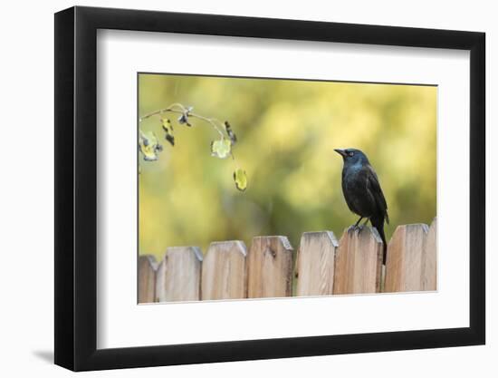 Wyoming, Sublette County, a Common Grackle Sits on a Fence in a Rainstorm-Elizabeth Boehm-Framed Photographic Print