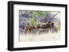 Wyoming, Sublette County, a Cow Moose Licks Her Newborn Calf-Elizabeth Boehm-Framed Photographic Print