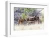 Wyoming, Sublette County, a Cow Moose Licks Her Newborn Calf-Elizabeth Boehm-Framed Photographic Print