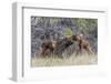 Wyoming, Sublette County, a Cow Moose Licks Her Newborn Calf-Elizabeth Boehm-Framed Photographic Print