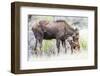 Wyoming, Sublette County, a Cow Moose Licks Her Newborn Calf-Elizabeth Boehm-Framed Photographic Print