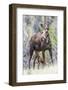 Wyoming, Sublette County, a Cow Moose Stands While Her Calf Nurses-Elizabeth Boehm-Framed Photographic Print