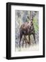 Wyoming, Sublette County, a Cow Moose Stands While Her Calf Nurses-Elizabeth Boehm-Framed Photographic Print